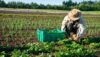 Organska poljoprivreda u Europi sve više izlazi iz 'niše'