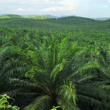 Talijanska naftna kompanija Eni na meti kritika zbog destilata palminog ulja u biogorivima