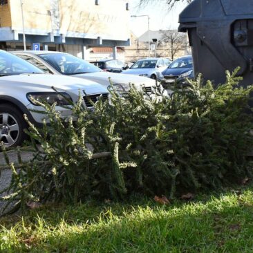 Kako ukloniti božićno drvce iz stana bez da napravite nered i gdje ga odložiti?