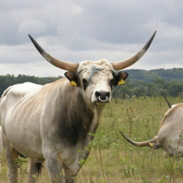 Kako ugroženo slavonsko govedo pašava klimu u Hrvatskoj?