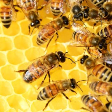 Pčelarima prijete klimatske promjene, pesticidi i uvoz patvorina…