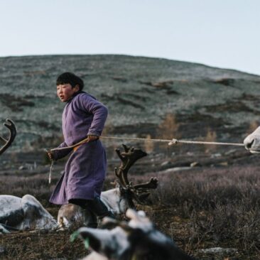 Zbog jako hladne zime u Mongoliji uginulo dva milijuna životinja