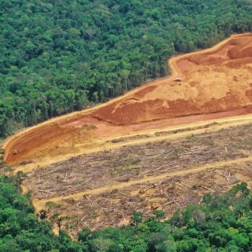 Čak 500 najvećih tvrtki i dalje ne odgovara za deforestaciju
