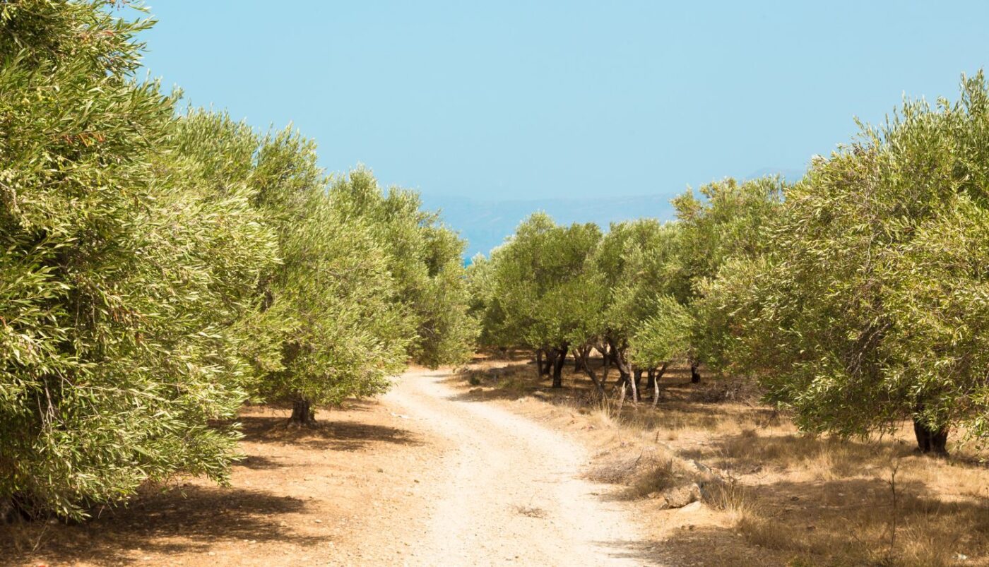 Degradacija tla na Mediteranu ulazi u kritičnu fazu