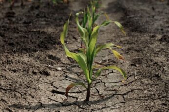 El Nino ubija usjeve, a južna Afrika suočava se s opakom gladi