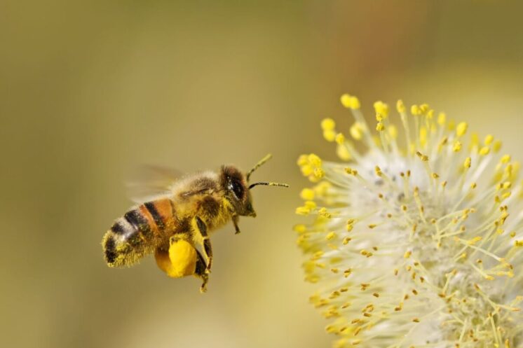 Danas je Svjetski dan pčela - bića bez kojih nema ni života